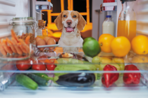 ¿Las dietas basadas en plantas son buenas para los perros?  – Perro
