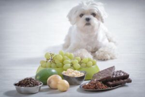 ¿Pueden los perros comer cebollas?  ¿Qué sucede cuando un perro come una cebolla?