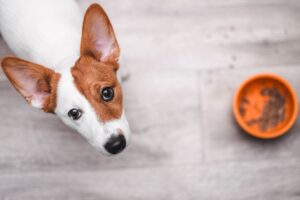 ¿Qué le puedo dar a mi perro para que le dilate el estómago?  – Perro