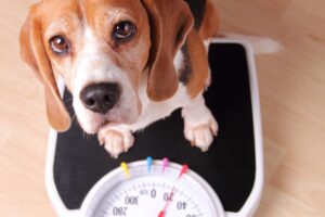 ¿Obesidad canina?  ¿Qué comida elegir para un perro pesado?  – Perro