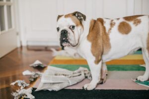 ¿Los medicamentos contra la ansiedad para perros son adecuados para su perro?  – Perro