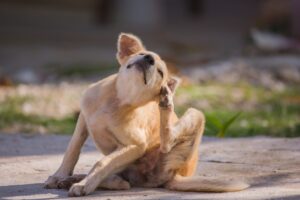 La mejor comida para perros para la piel de cuero – Dogster