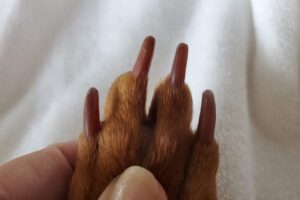Cómo cortar las uñas de un perro – Dogster