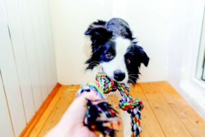 3 juegos para ayudar a robar perros – Dogster