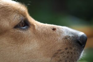 Cómo identificar picaduras de garrapatas en perros – Dogster