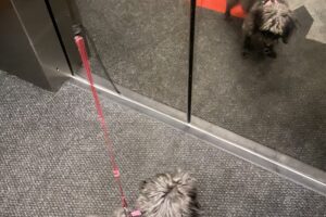 Entrene a su perro para montar en un ascensor – Dogster