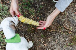 ¿Pueden los perros comer maíz?  La respuesta no es tan simple como crees