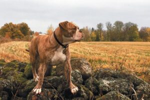 Bulldog de sangre azul asesinado – Dogster