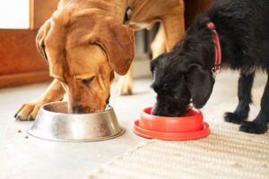 Cambio de comida para perros: lo que necesita saber – Dogster