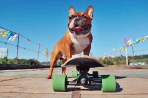 Cómo enseñar a tu perro a patinar – Dogster