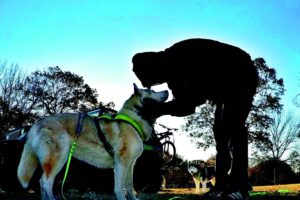 Cómo ser un buen amigo de tu perro – Dogster