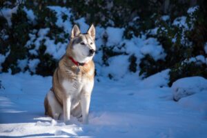 Husky de Alaska – Dogster