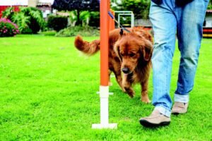 Juegos de perros para ayudar a construir su vínculo – Dogster