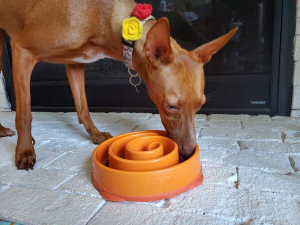 El perro come de un plato lento para evitar que el perro tiemble.