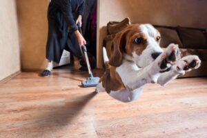 Por qué los perros tienen miedo a las aspiradoras y qué hacer con ellas – Dogster
