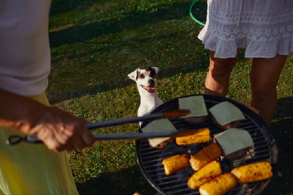 Un perro está mirando maíz y hamburguesas en la cocina.