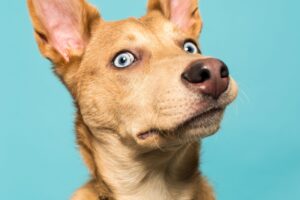 Cómo limpiar las orejas de un perro – Dogster
