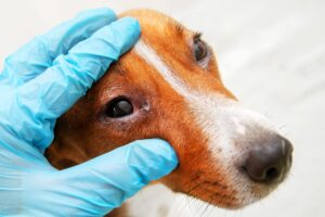 Cómo tratar la enfermedad ocular del perro – Dogster