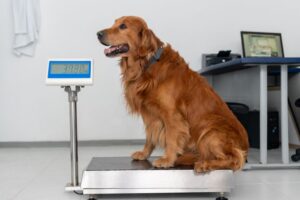 ¿Cuánto peso debe tener mi perro?  – Perro