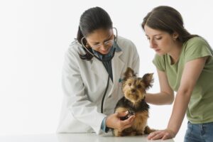 Abordar la escasez de veterinarios en Estados Unidos – Dogster