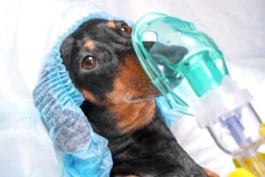 ¿Hay efectos secundarios de la anestesia en perros?  – Perro