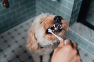 Maneras fáciles de cepillar los dientes de tu perro – Dogster