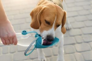¿Por qué mi perro bebe tanta agua?  – Perro