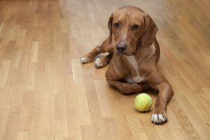 ¿Tiene un perro un higroma?  Lo que debes hacer – Dogster