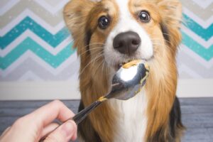 ¿La mantequilla de maní es buena para los perros?  – Perro
