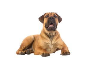 Cómo entrenar a un perro de raza Boerboel – Dogster