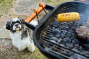¡Mi perro comió carbón!  ¿Qué tengo que hacer?  – Perro