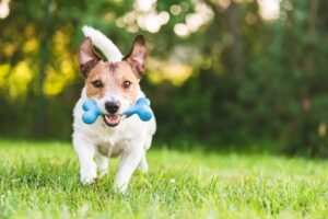 Cómo entrenar a tu perro para ir a buscar – Dogster