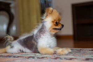 Cómo tratar la alopecia en perros – Dogster