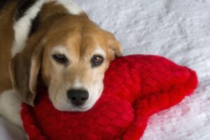 Insuficiencia cardíaca congestiva en perros: prevención y tratamiento – Dogster