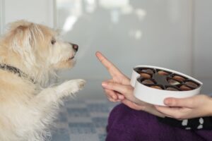 Qué hacer si tu perro come chocolate – Dogster