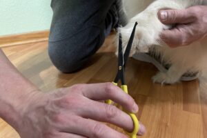 Cómo recortar el pelo de un perro – Dogster