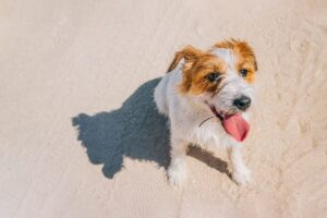Cómo acariciar a un perro en verano – Dogster