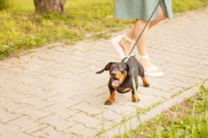 14 consejos para ayudar a un perro a llevar correa – Dogster