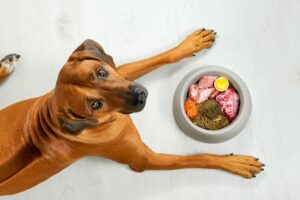 3 dietas para perros y cómo empezar – Dogster
