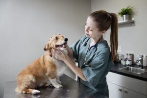 Cáncer en perros: signos, síntomas y avances en el tratamiento – Dogster