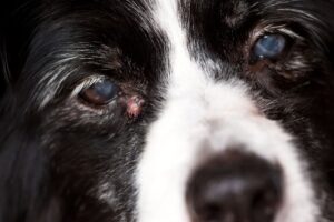 Tipos de erupciones en perros y cómo tratarlas – Dogster