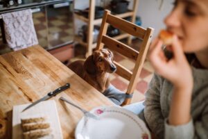 ¿Pueden los perros comer pan?  – Perro