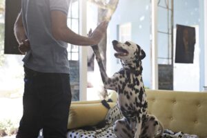 5 consejos de adiestramiento canino para principiantes – Dogster
