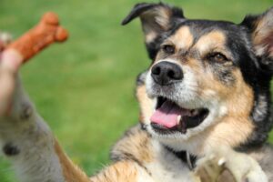 Cómo entrenar perros diferentes – Dogster