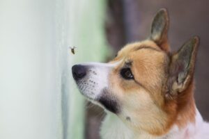 Perro se comió una abeja (¡y le picó!): qué hacer – Dogster