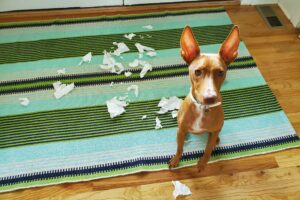 Perros y cachorros: problemas sociales y comportamiento – Dogster
